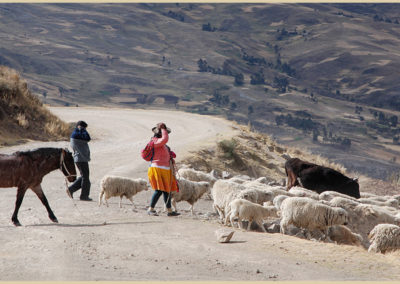 Return from pasture (Peru)